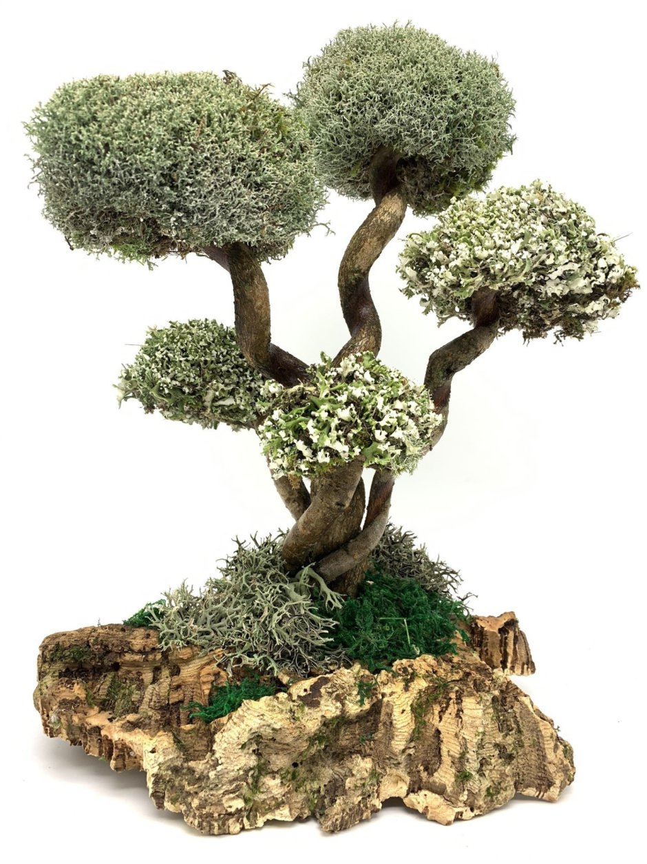 Живое дерево цетрария