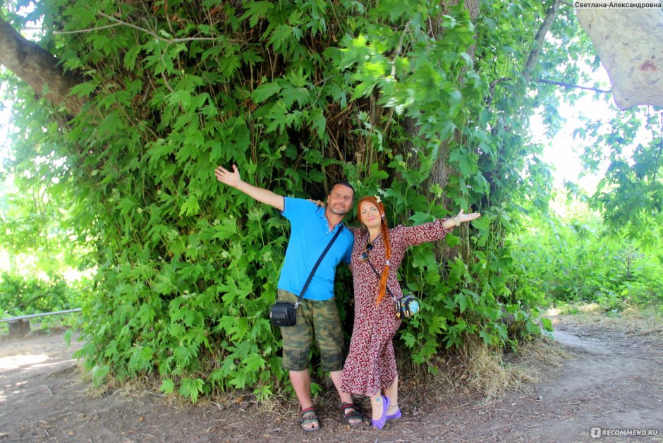 Самурский лес в Дагестане Платан