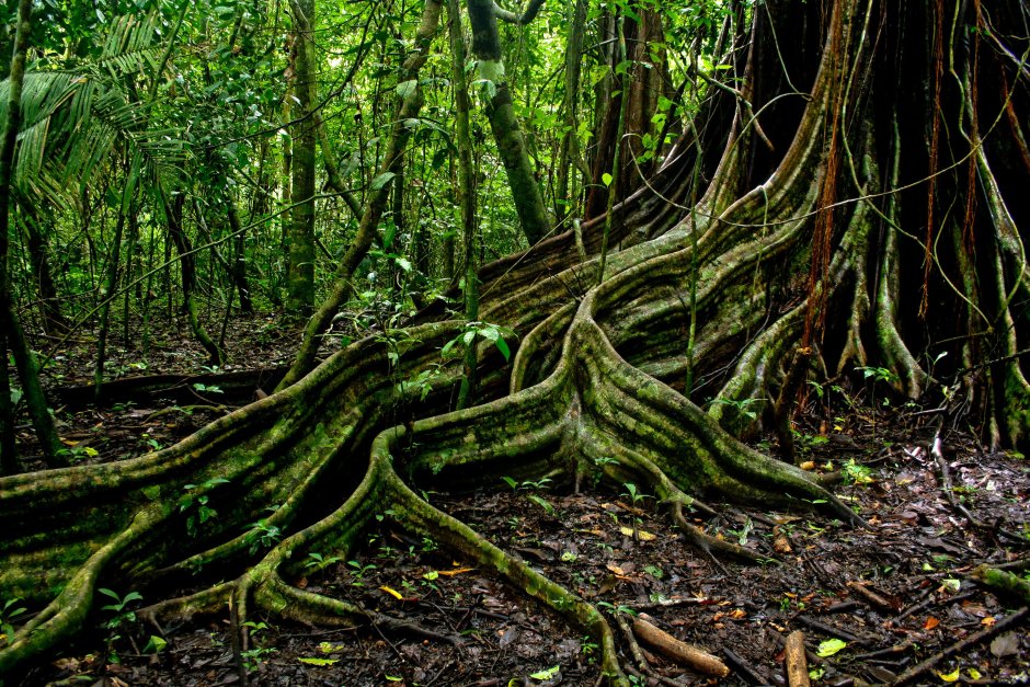 Лиана растение в джунглях