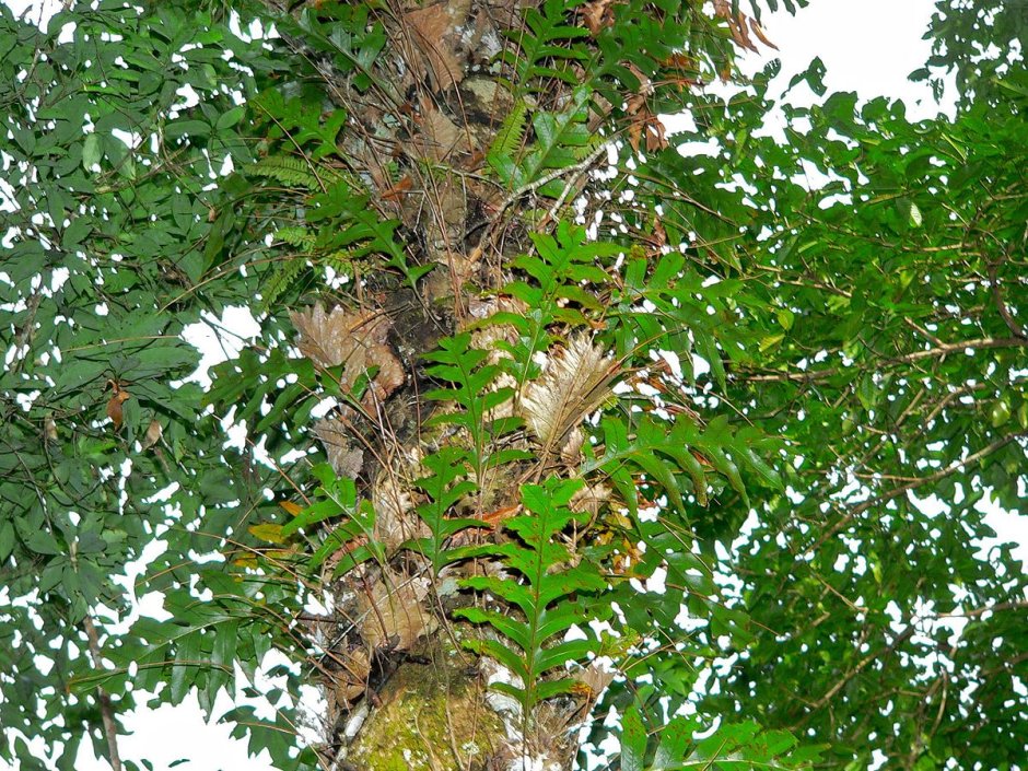 Лиана дерево фото