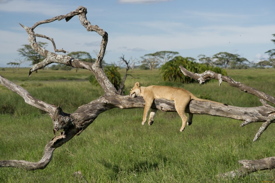 Саванна Танзании львы