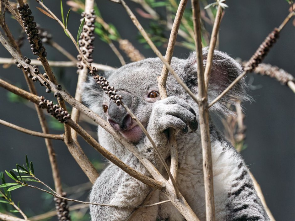 Рот коалы
