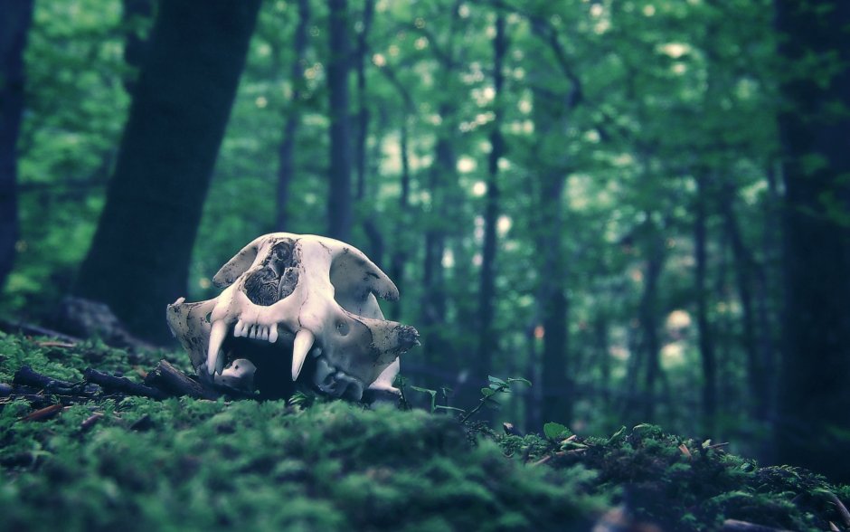 Эстетика черепа животных в лесу