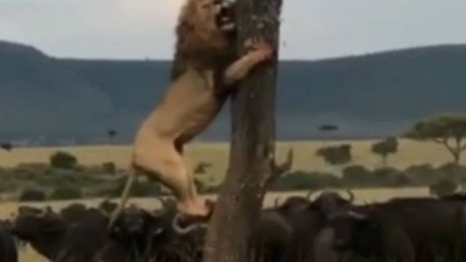 Лев залез на дерево
