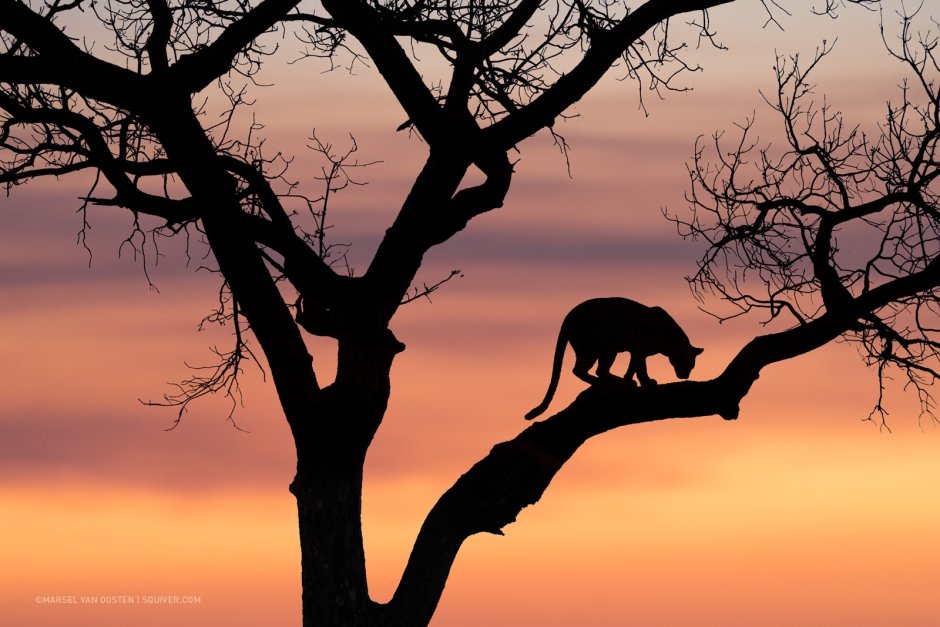 Силуэт леопарда на дереве