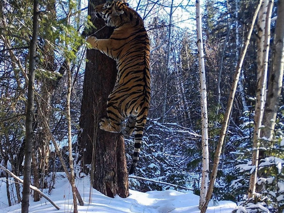 Лазовский заповедник Амурский тигр