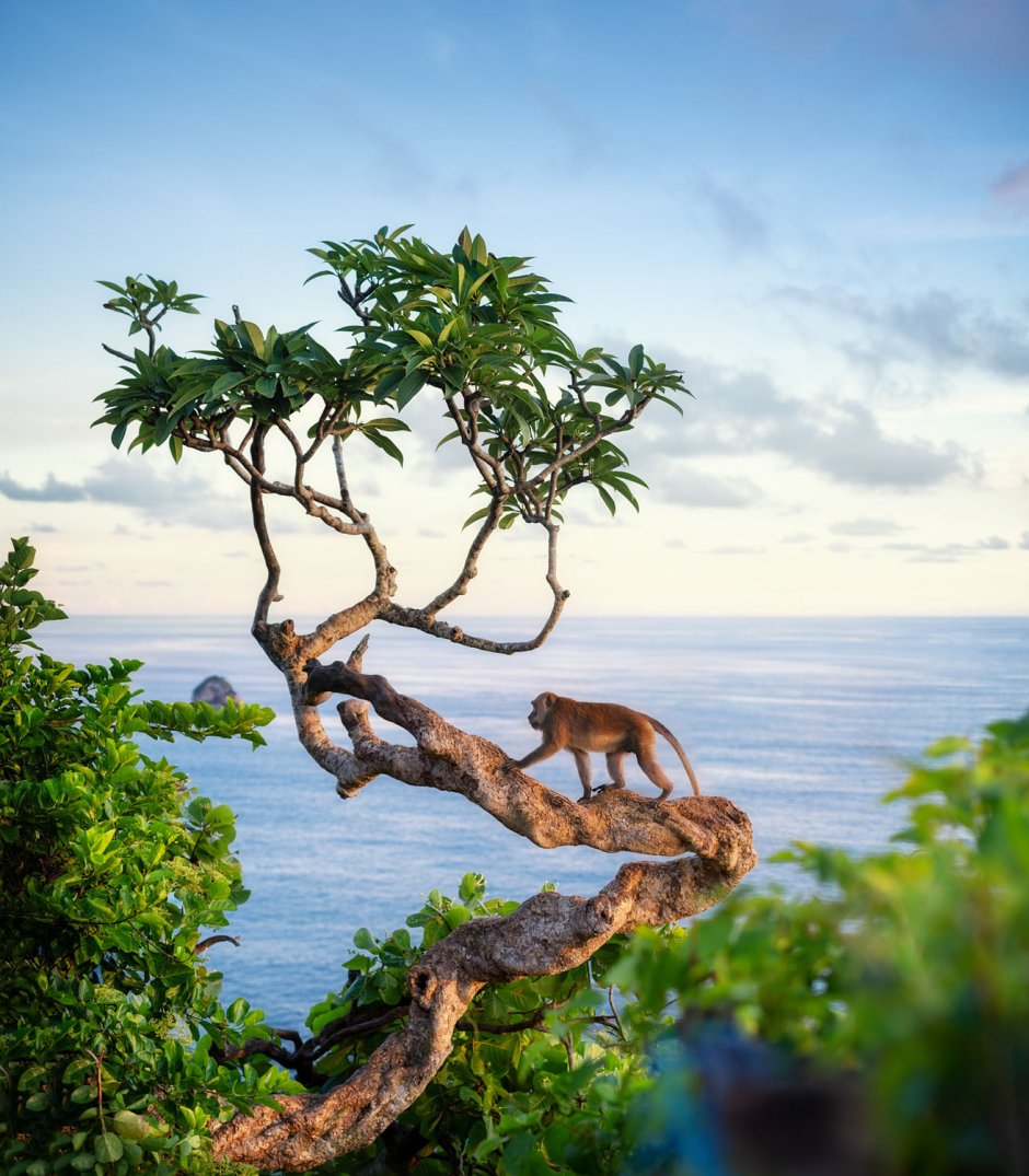 Пляж с обезьянами на деревьях