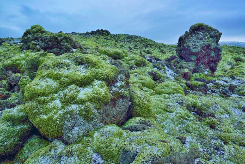 Цетрария Исландская, исландский мох