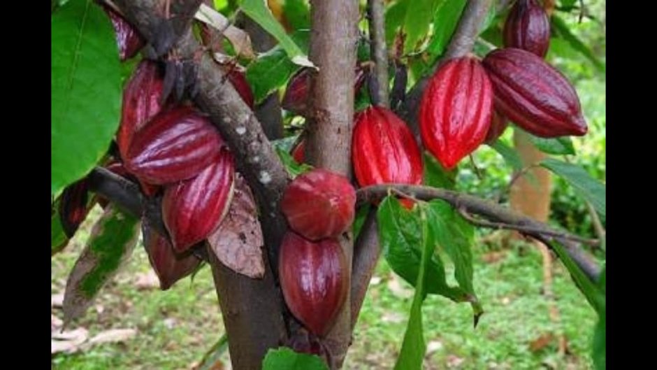 Theobroma Cacao дерево