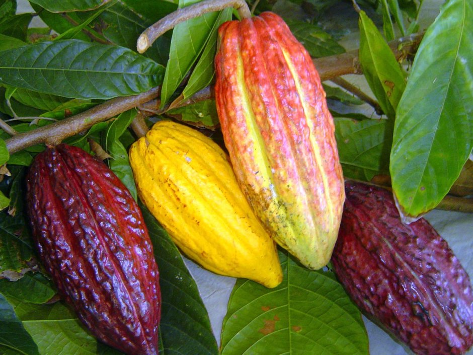 Шоколадное дерево (Theobroma Cacao)