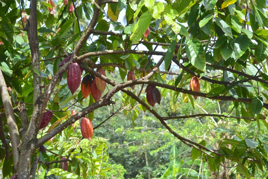 Шоколадное дерево Южной Америки