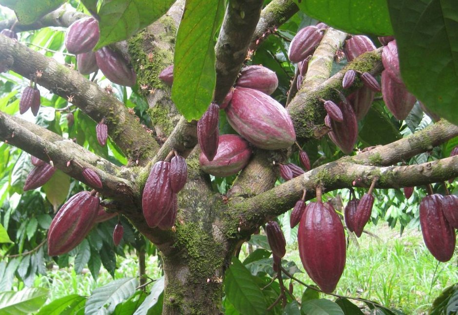 Theobroma Cacao дерево