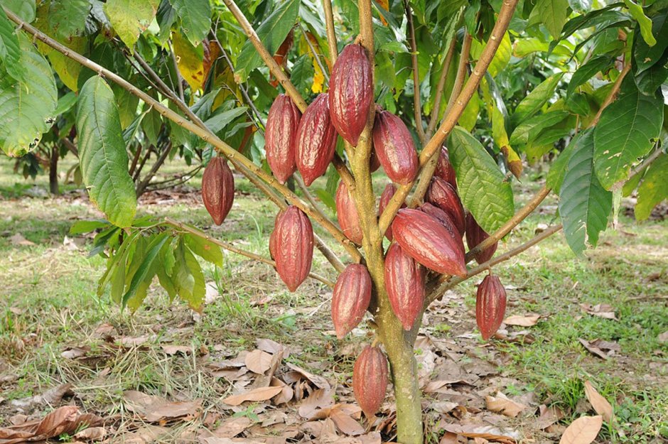 Шоколадное дерево (Theobroma Cacao)
