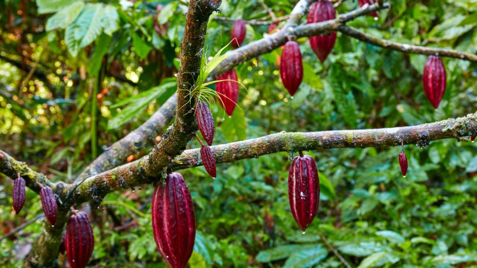 Шоколадное дерево Южной Америки