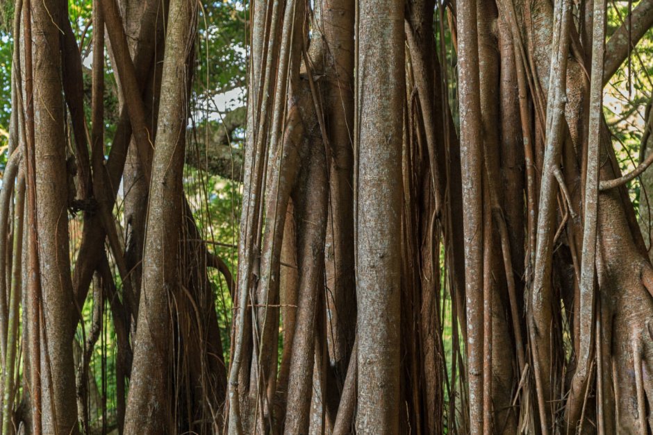 Каучуковое дерево Мадагаскар