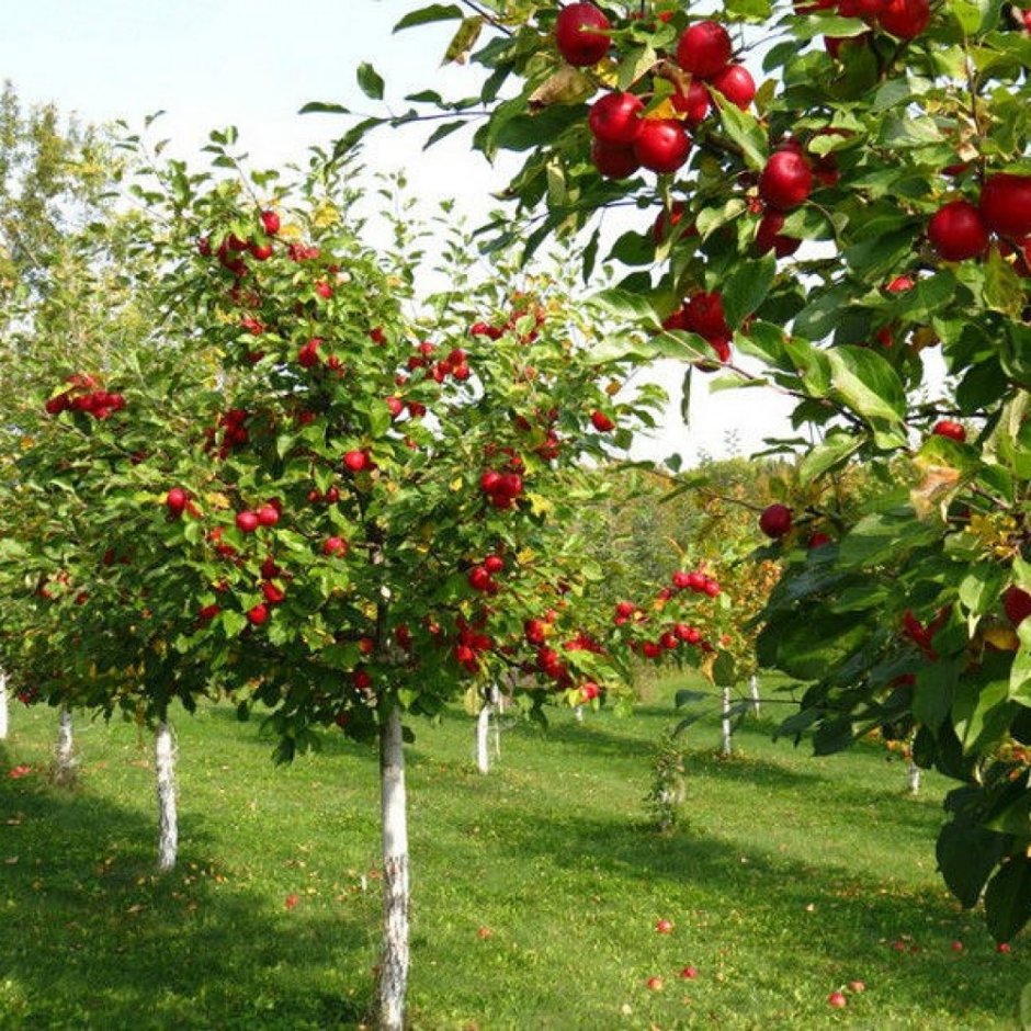 Штамбовые яблони сорта