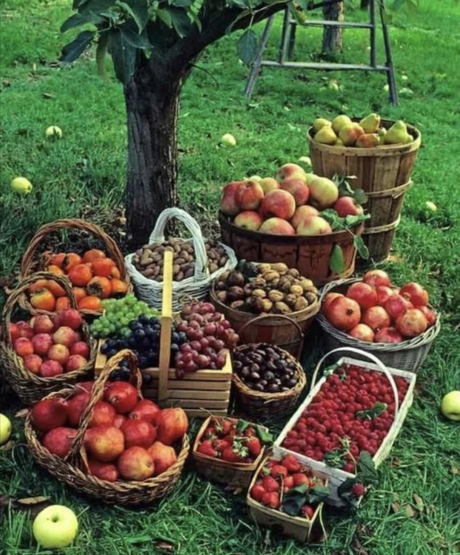 Плодовый сад