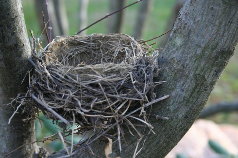 Гнездо касиков
