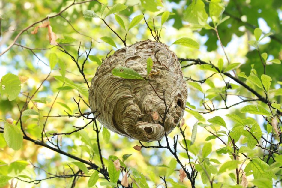 Пчелиное гнездо на ветке