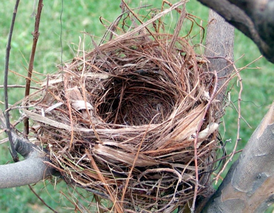 Обыкновенная Иволга гнездо
