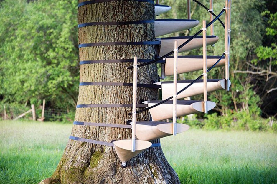 Винтовая лестница вокруг ствола дерева
