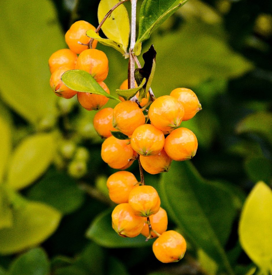Жимолость куст оранжевые ягоды