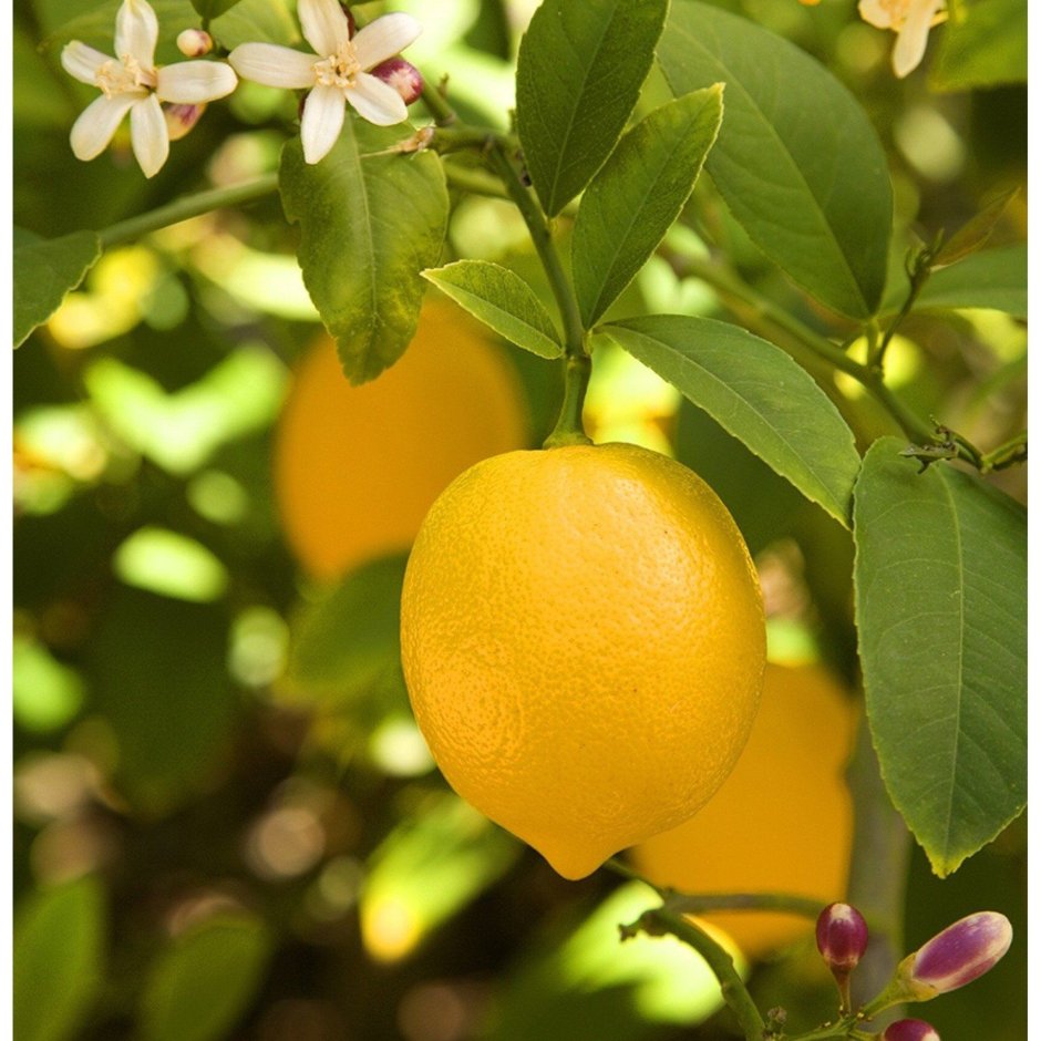 Lemon Tree (лимонное дерево)