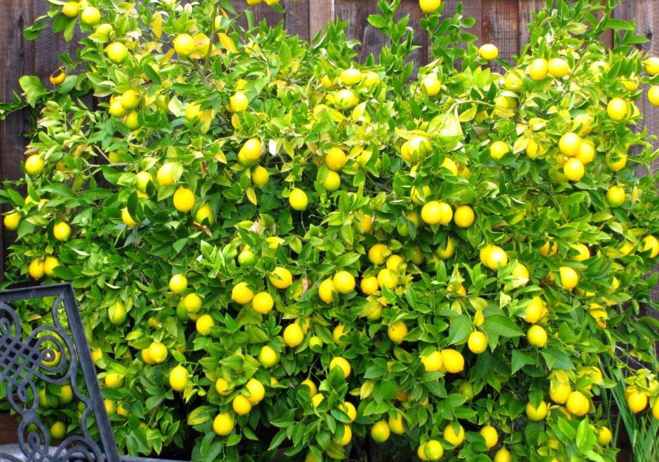 Цитрус (комнатное растение) лимон Мейера