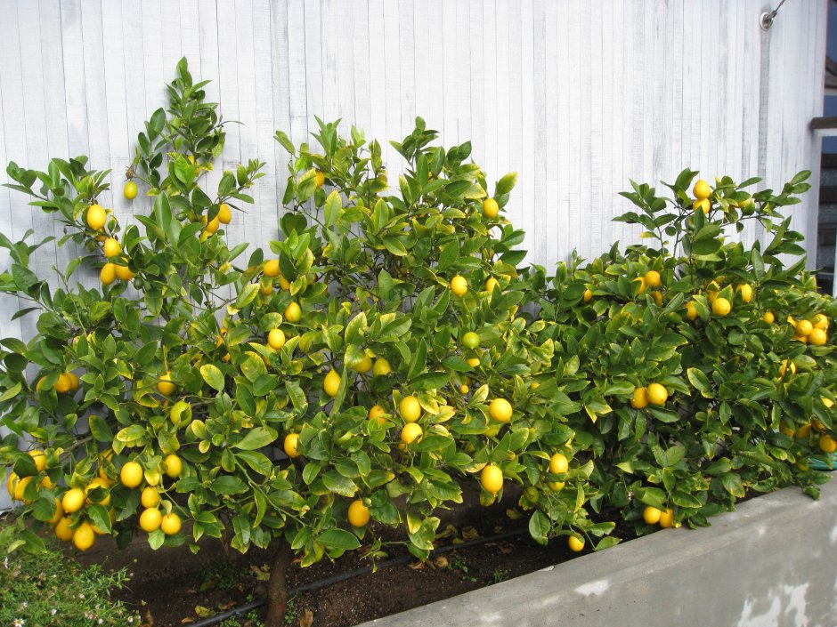 Павловский лимон цветение