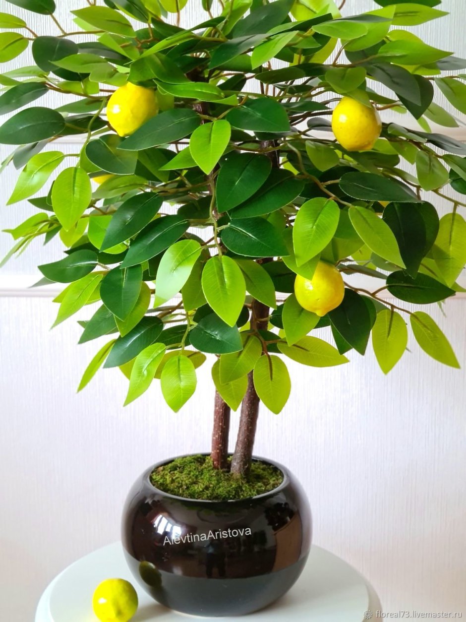 Лимон дерево