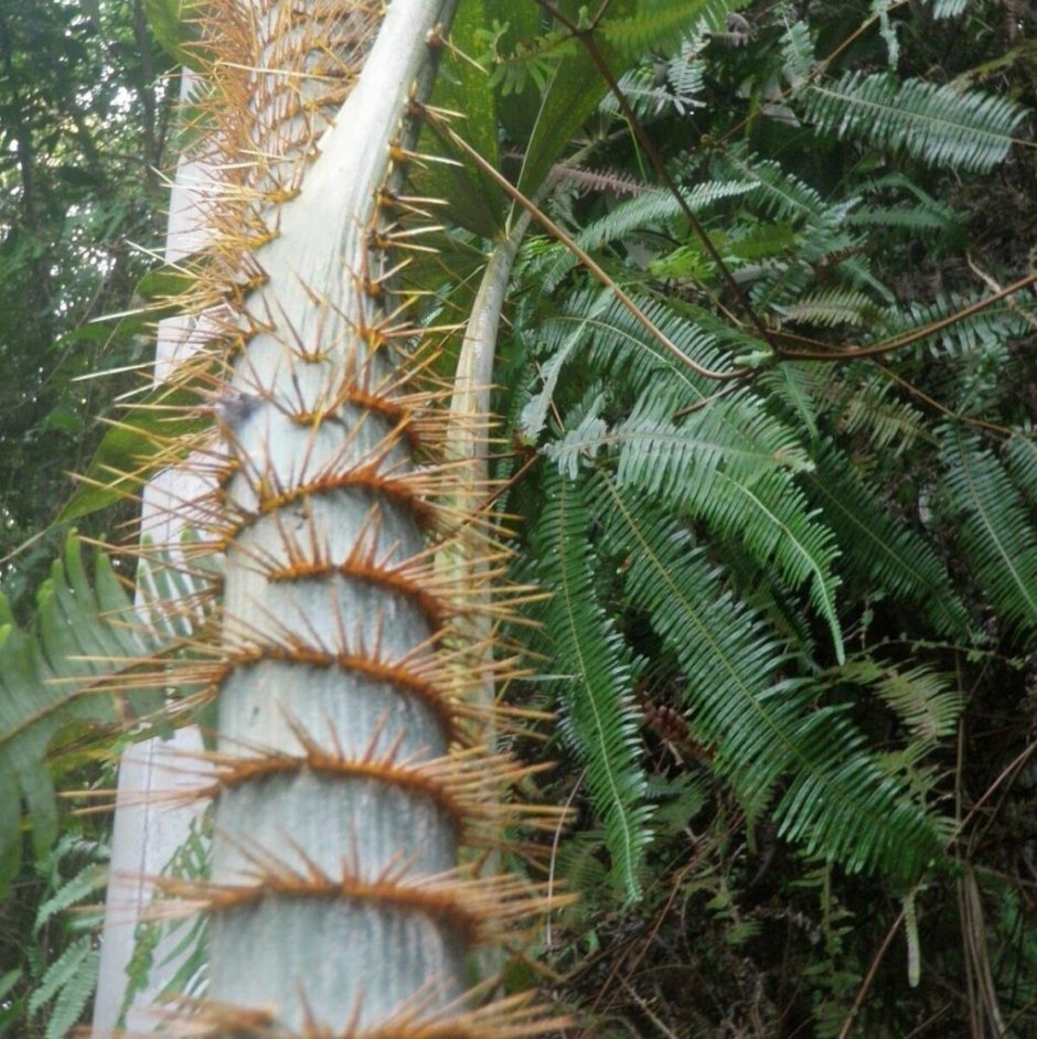 Ротанговая Пальма род тропических лиан