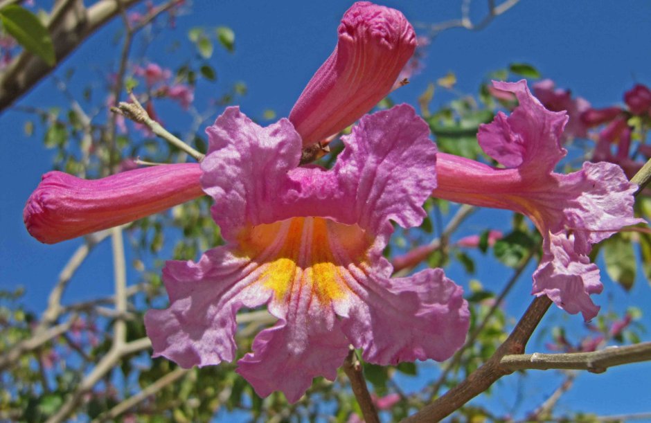 Цветок табебуйя