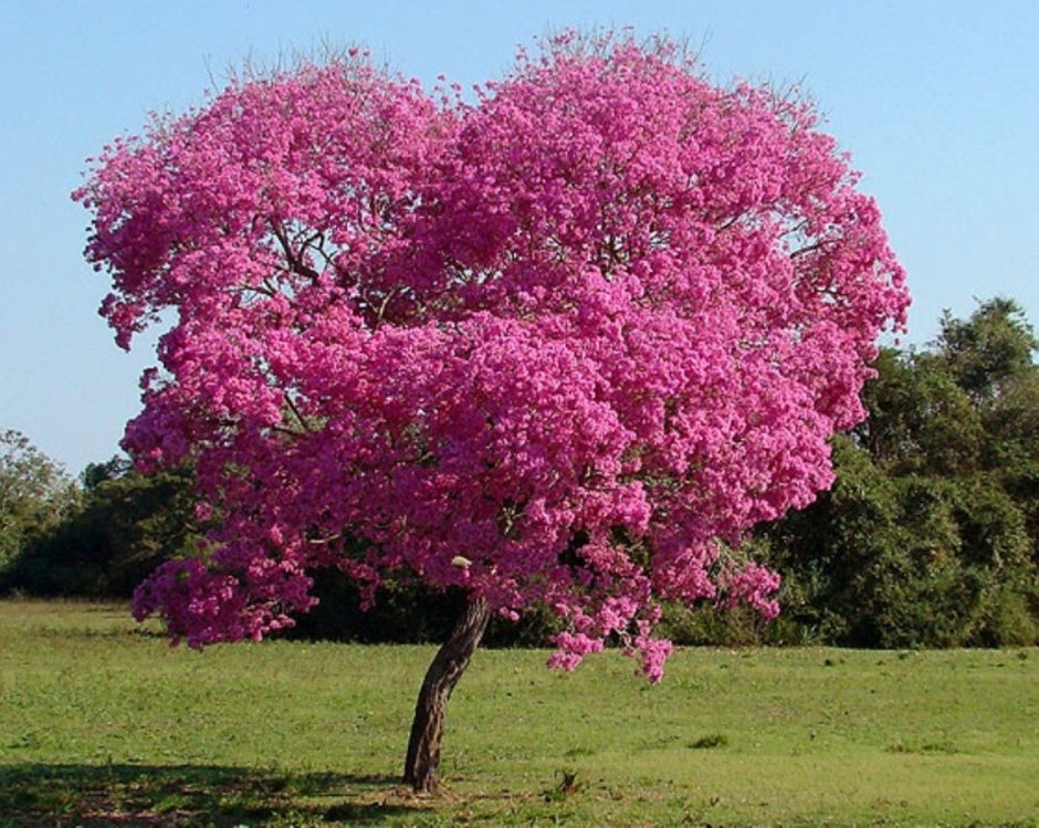 Табебуйя дерево