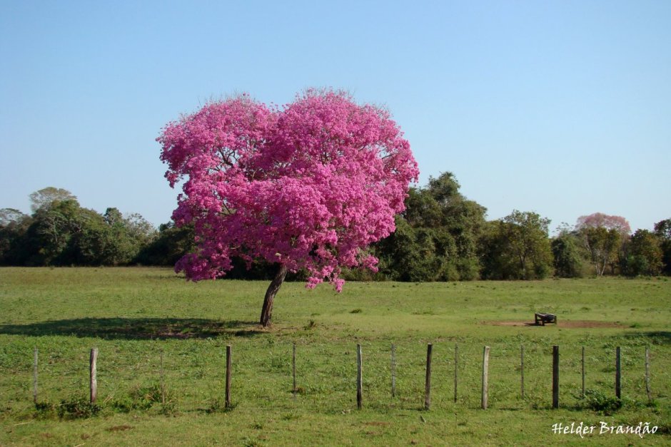 Муравьиное дерево табебуйя