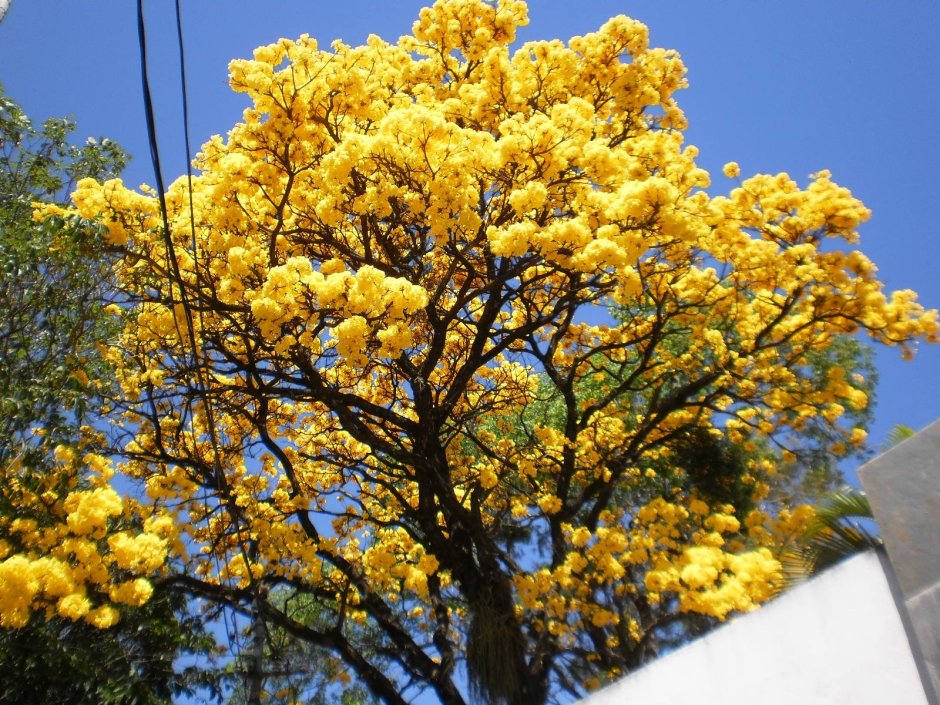 Дерево Лапачо желтый