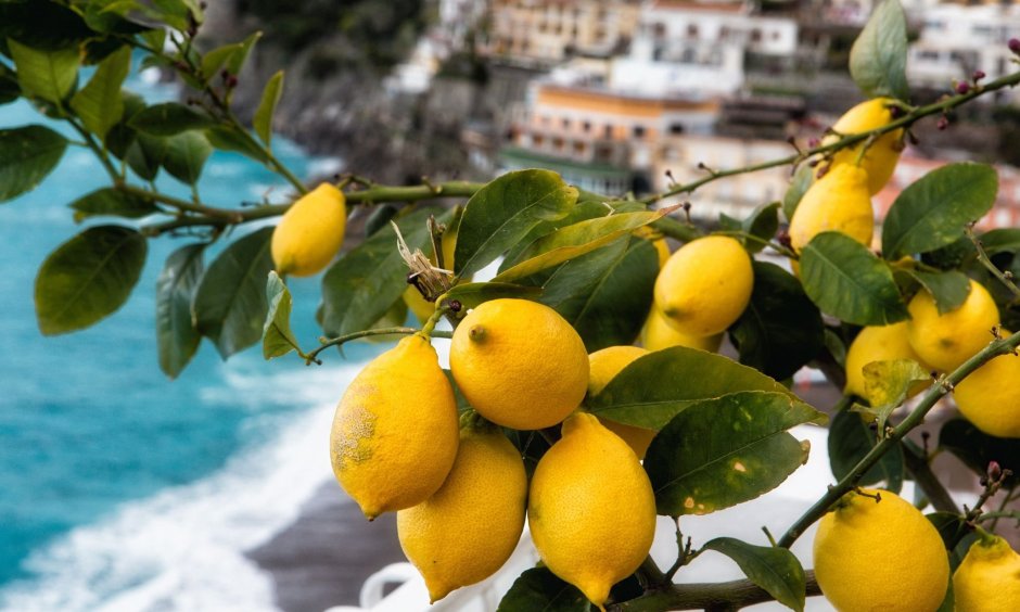 Лимонный сад в Италии