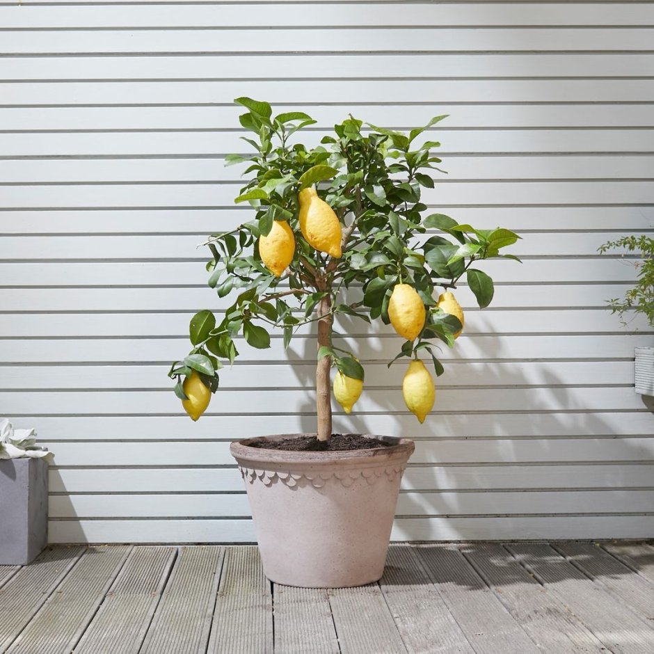 Лимонное дерево в интерьере