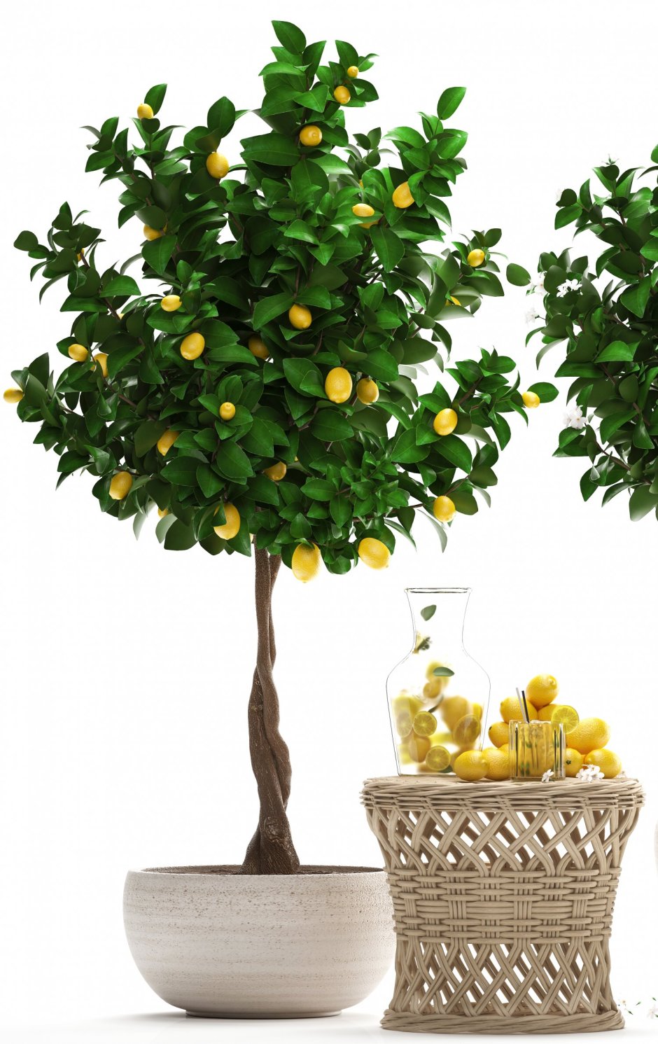 46304 Лимонное дерево