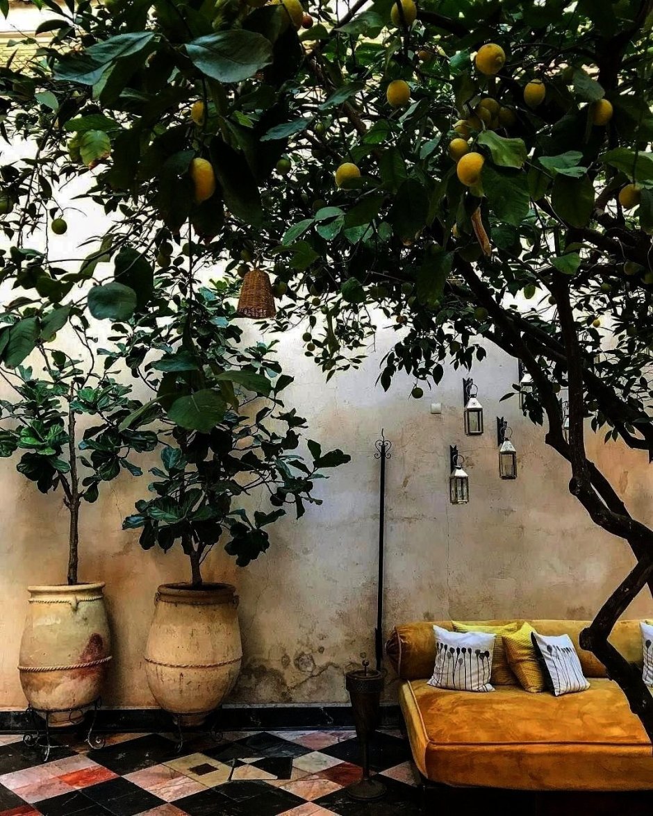 Мандариновое дерево и лимонное дерево