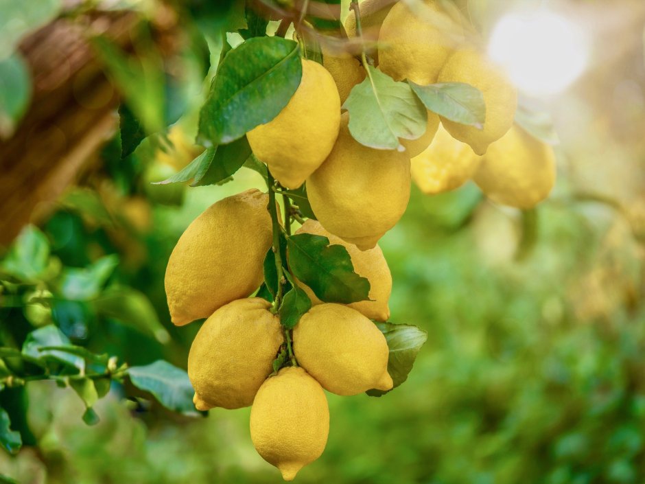 Лимон дерево с плодами