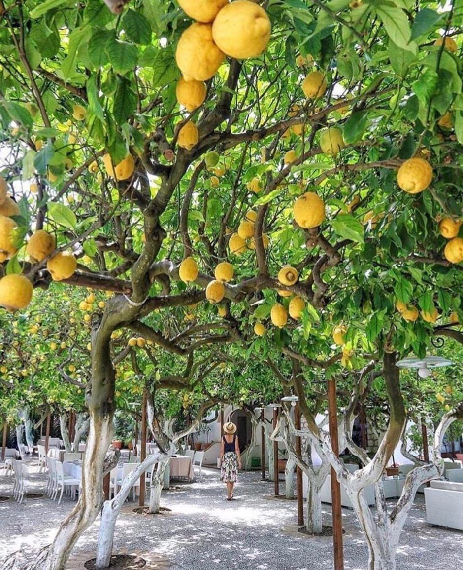 Испания Малага лимонное дерево
