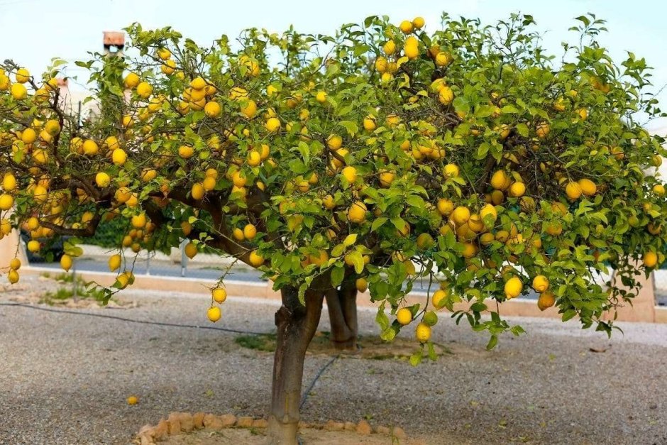 Лимонные деревья в Италии