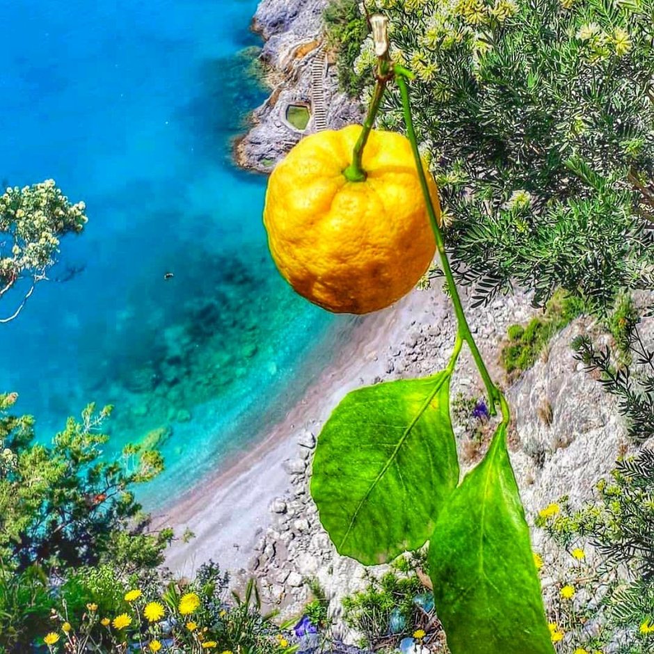 Италия лимоны фото