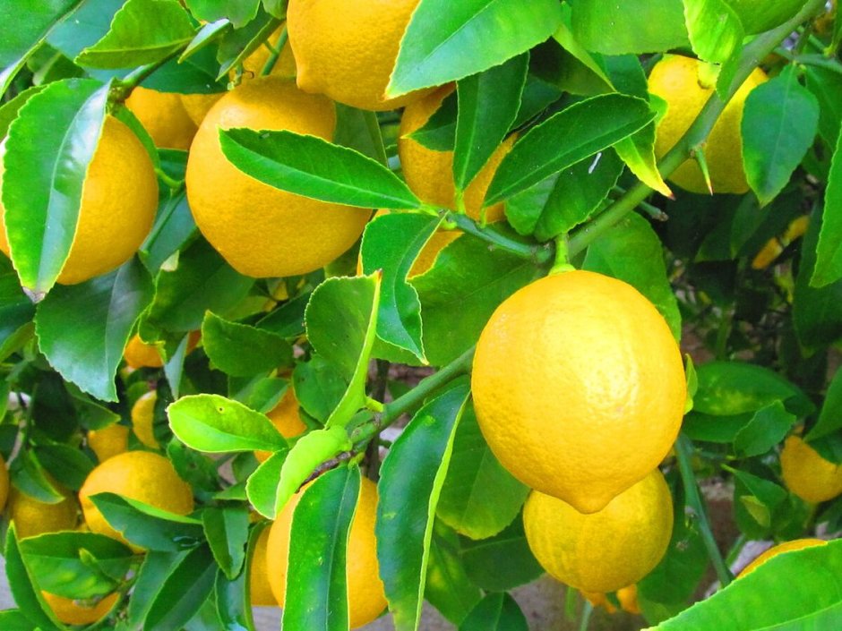 Куст лимона