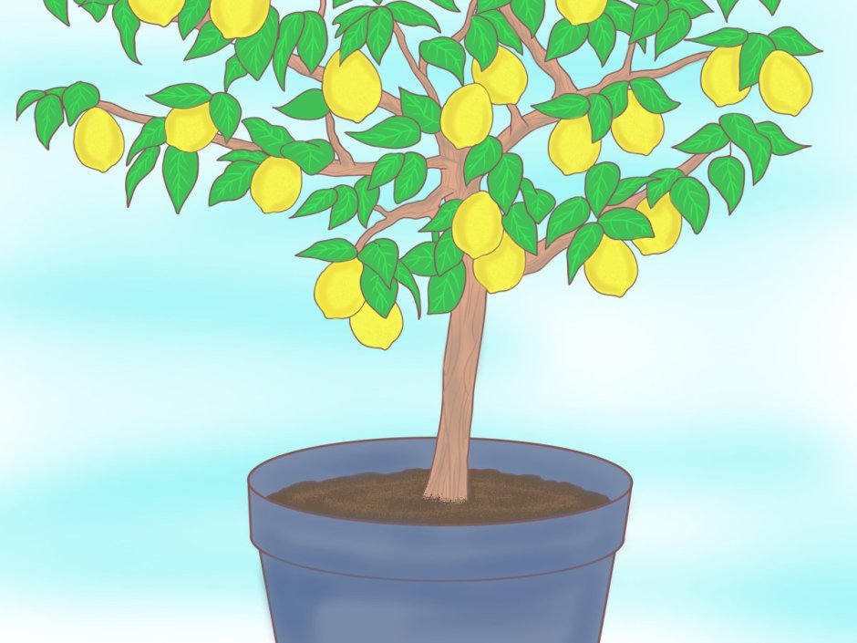 Лимонное дерево без плодов