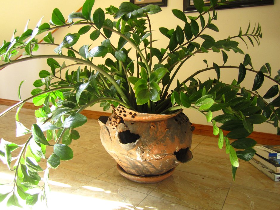 Растение замиокулькас