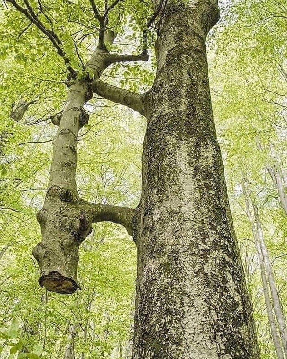 Бюкк в Венгрии дерево