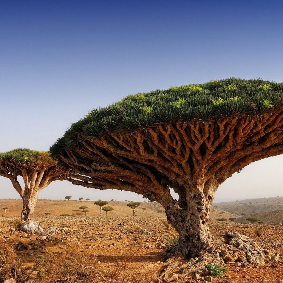 Мадагаскарское драконовое дерево
