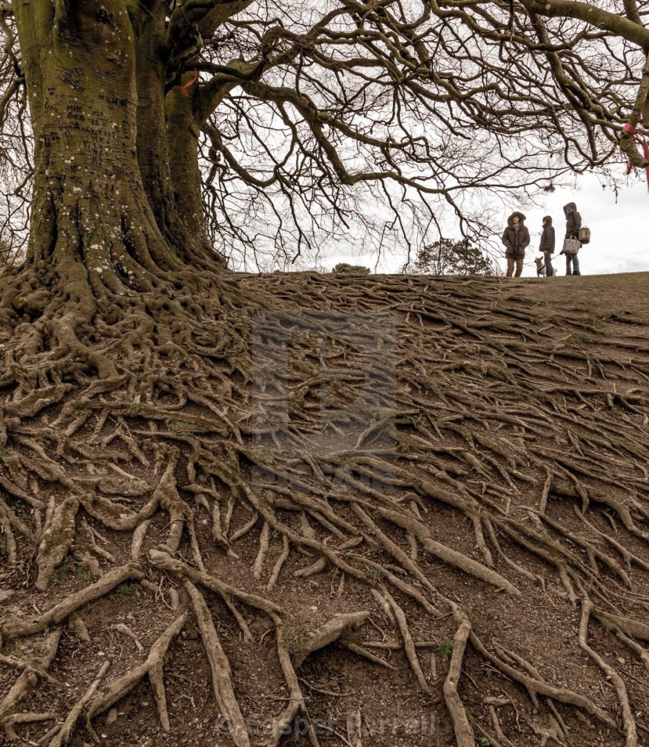Дерево с огромными корнями