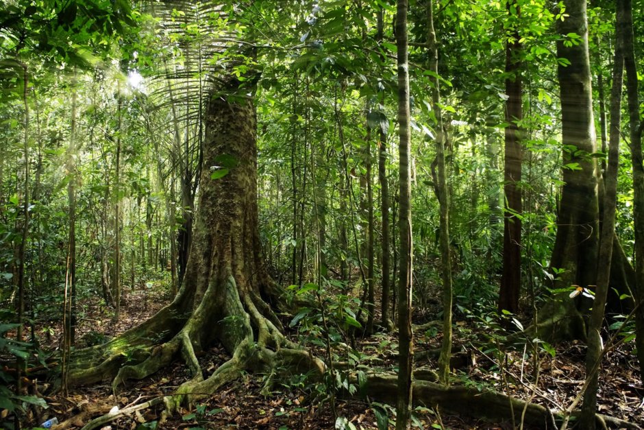 Влажный вечнозеленый лес Южной Америки